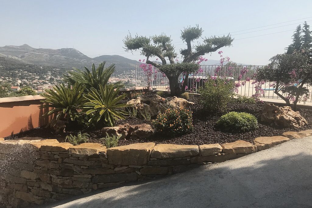 Massif d'oliviers et de plantes de garrigue créé dans un jardin à Marseille
