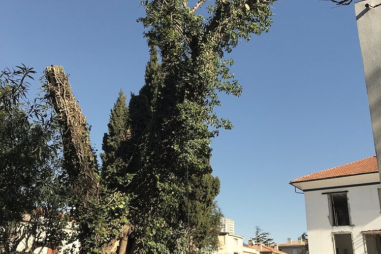 Grand arbre après une taille de restructuration