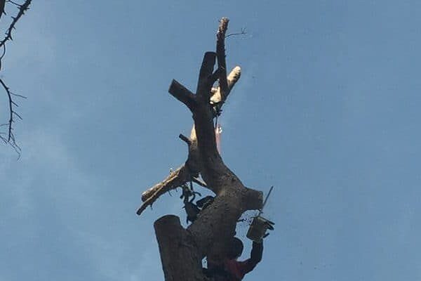 Élagueur en grimpé taillant un arbre lors d'un chantier à Marseille