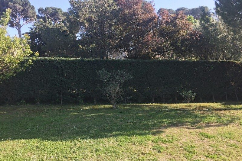 Haie taillée au cordeau en fond de jardin