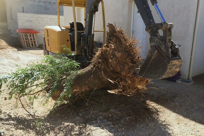 Souche d'arbre en cours de rognage dans un jardin à Marseille